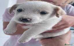 Mixed Breed dogs for sale: Beautiful Jackapoo pups - Image 4