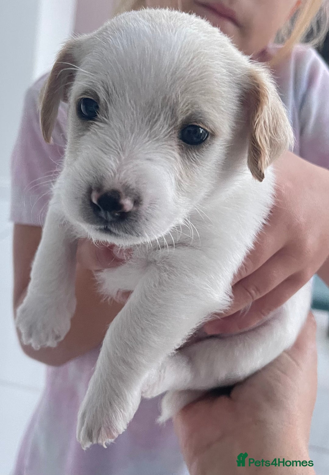 Mixed Breed dogs for sale: Beautiful Jackapoo pups - Image 4