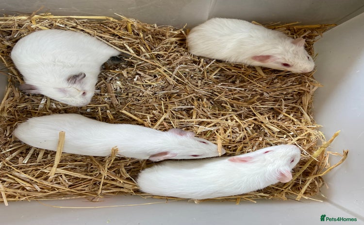 Guinea Pig rodents - Advert 6