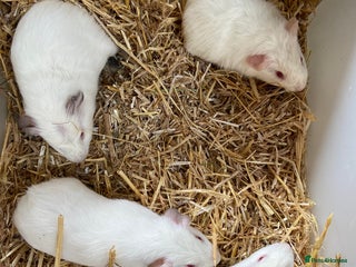 Guinea Pig rodents - Advert 16