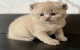 British Shorthair cats for sale: British Shorthair Kittens - Image 4