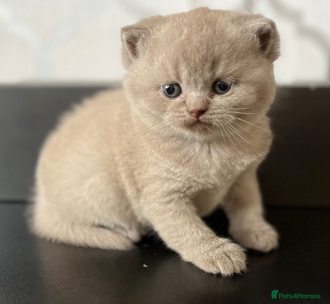 British Shorthair cats for sale: British Shorthair Kittens - Image 4