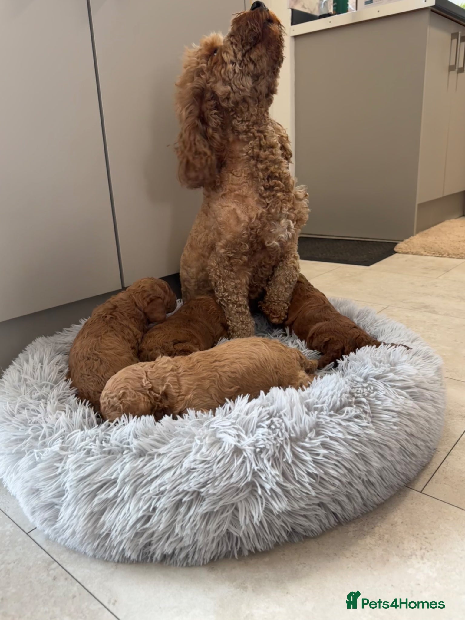 Cockapoo dogs Laboratory Health tested parents  - Advert 9