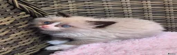 Ragdoll cats for sale: GCCF Registered Ragdoll Kittens  - Advert 7