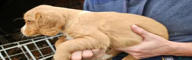 Cocker Spaniel 3