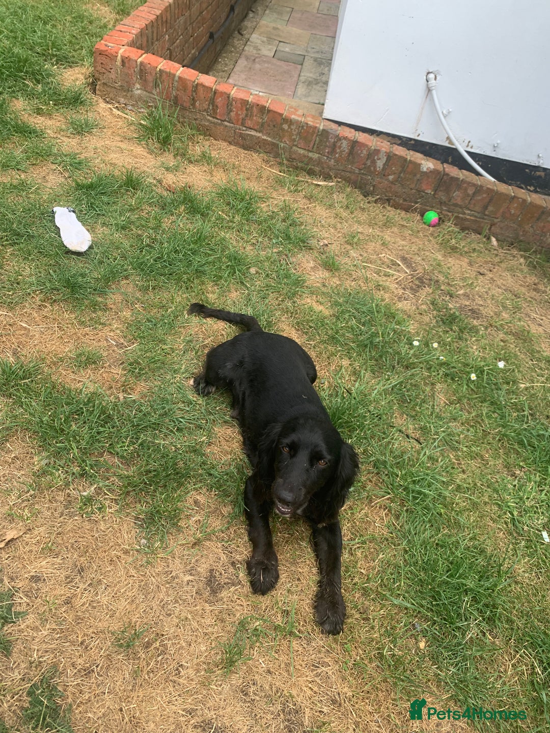 Cocker Spaniel dogs for sale: Work cocker spaniel pups for sale  - Image 6