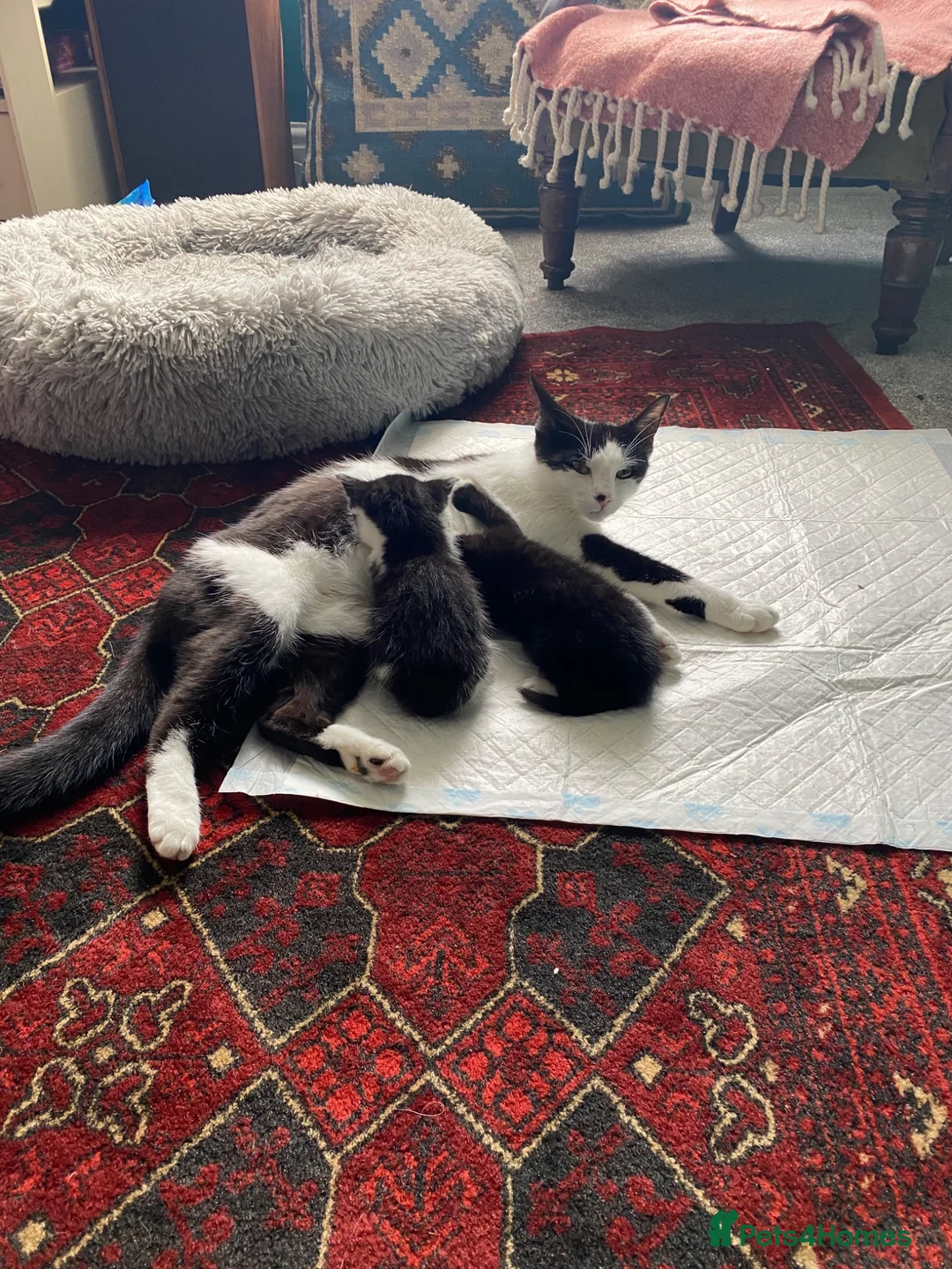 Mixed Breed cats for sale: Kittens ready now - Advert 1