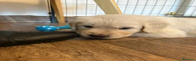 Golden Retriever Puppy 1
