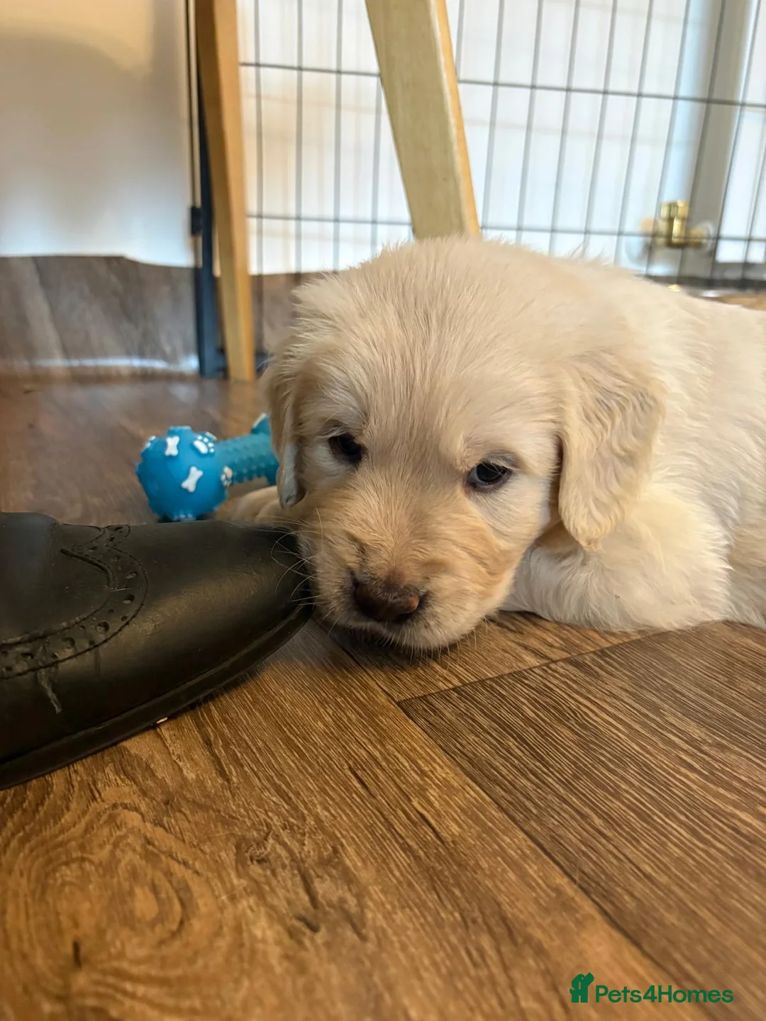 Golden Retriever dogs for sale: Golden puppies - Advert 2