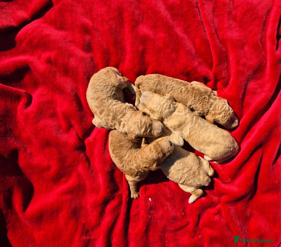 Standard Poodle dogs for sale: Red Standard Poodle puppies - Advert 2