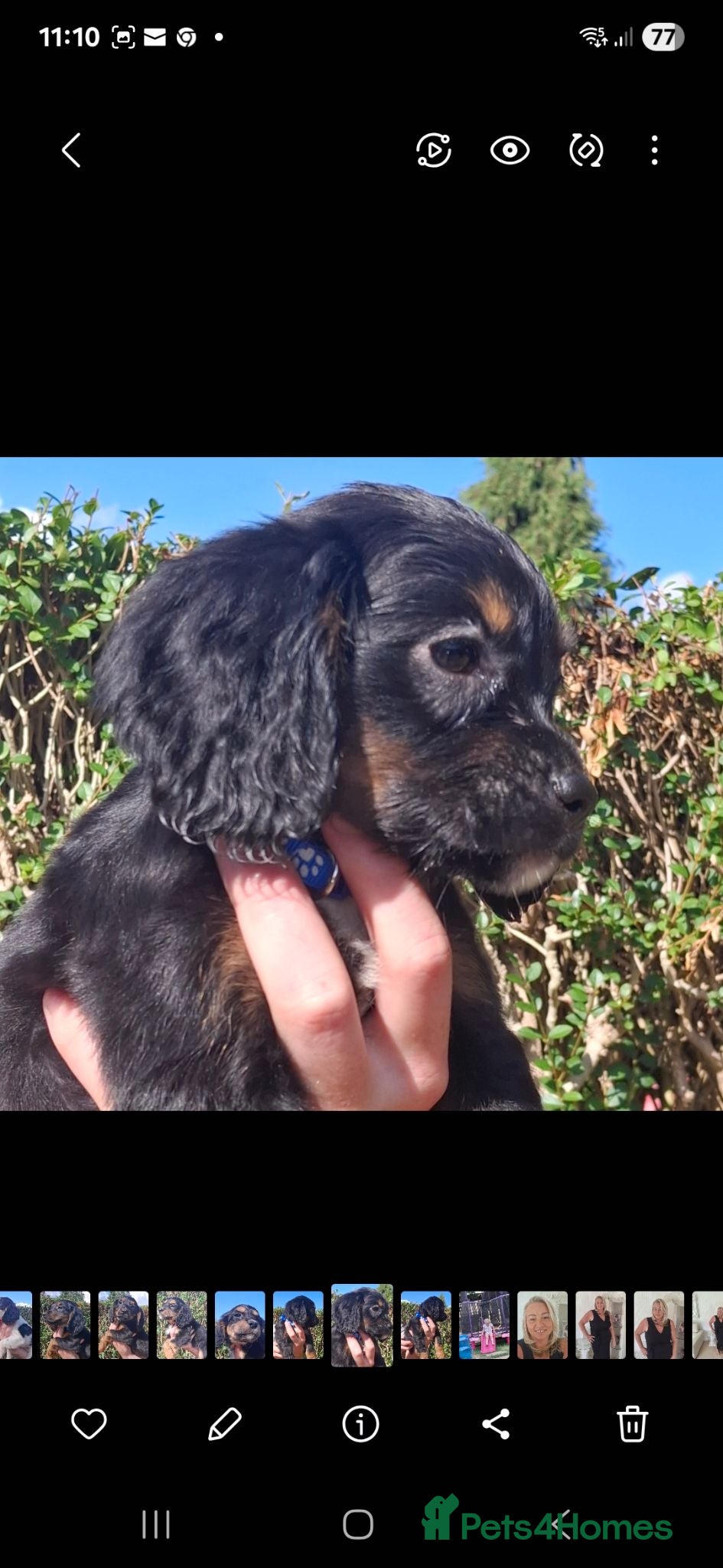 Cocker Spaniel dogs 5 cocker spaniels puppies  - Advert 1