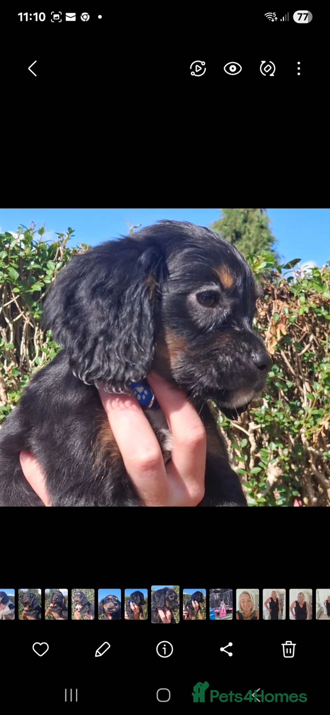 Cocker Spaniel dogs for sale: 5 cocker spaniels puppies  - Advert 1