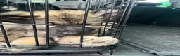 Mixed Breed dogs for sale: 3 BOYS LEFT Alaskan malamute x German shepherd  - Advert 13