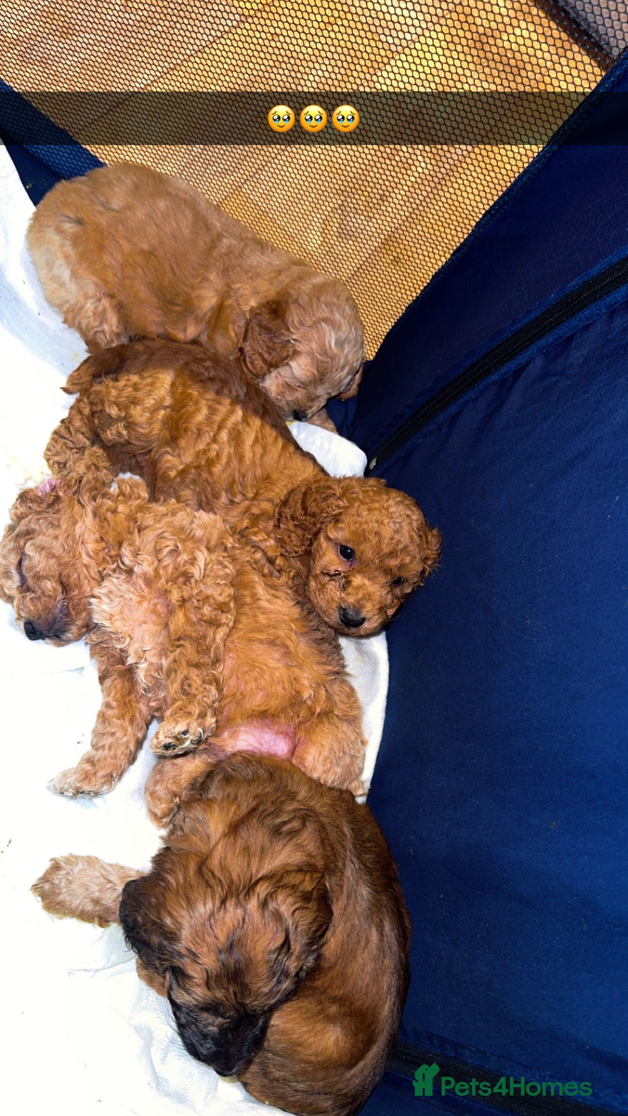 Cockapoo dogs Cockapoos puppies 😍😍 - Advert 16