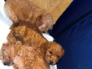 Cockapoo dogs Cockapoos puppies 😍😍 - Advert 16