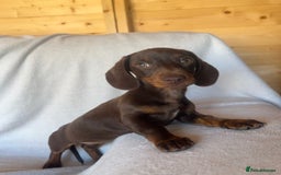 Miniature Dachshund dogs for sale:  Miniature dachshund *1 left  - Image 7
