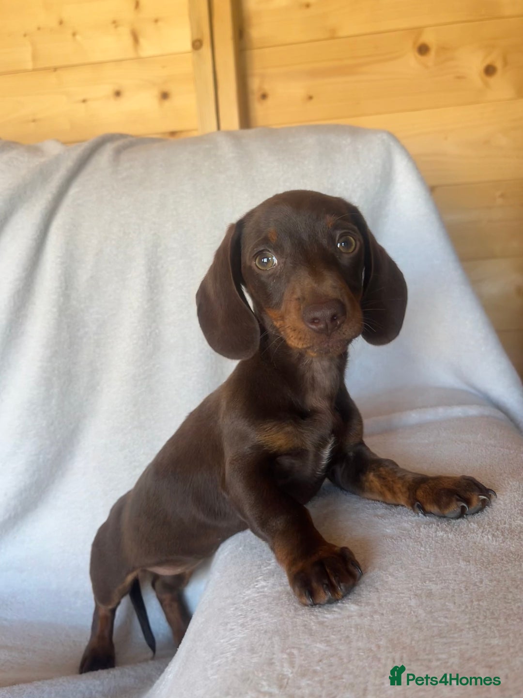 Miniature Dachshund dogs for sale:  Miniature dachshund *1 left  - Image 7