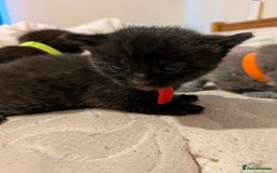 Mixed Breed cats for sale: Gorgeous kittens ready July 23rd - Image 24