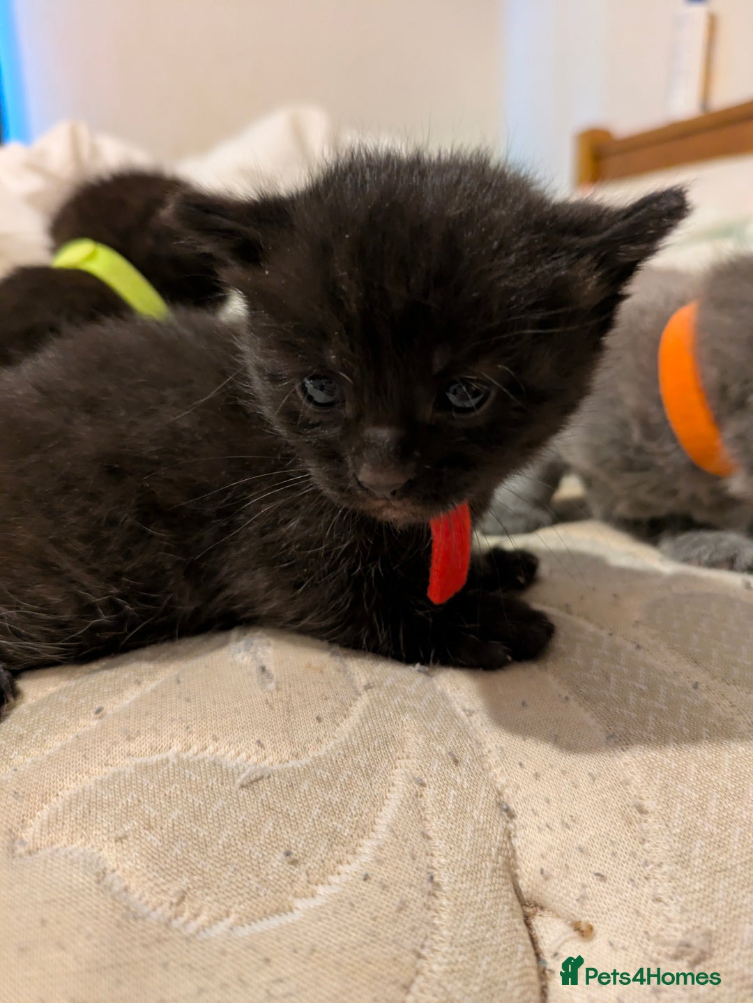 Mixed Breed cats for sale: Gorgeous kittens ready July 23rd - Image 24