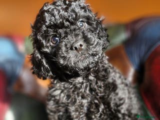 Cavapoo dogs Gorgeous F1b Cavapoo puppys Health tested parents - Advert 4