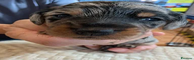 Mixed Breed 3
