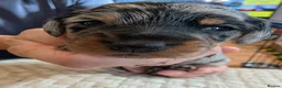 Mixed Breed dogs for sale: MERLE DORKIE - Advert 19