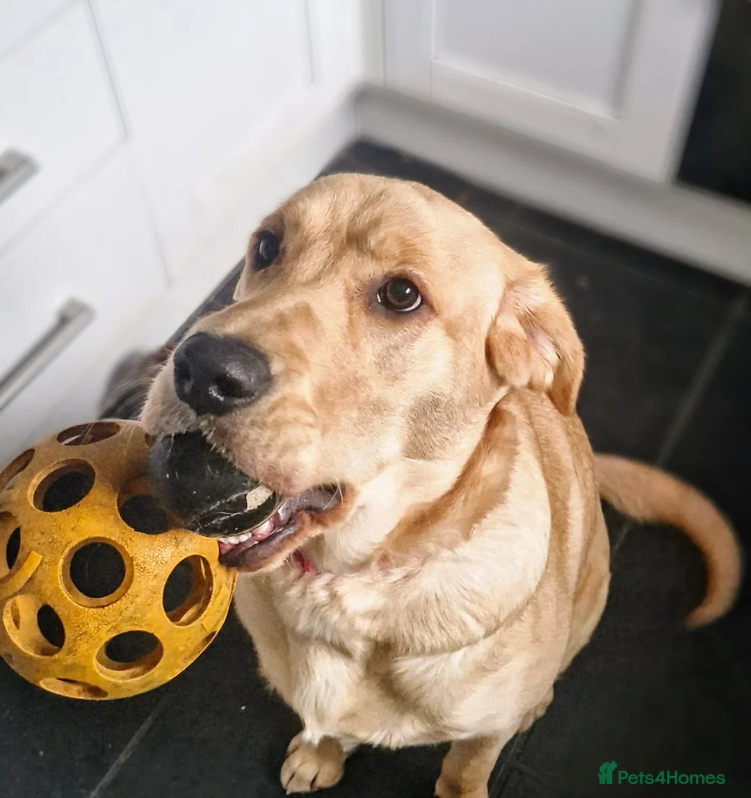 Goldador dogs for sale: 11Month old Goldador Girl - Advert 2