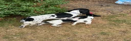 Sprocker dogs for sale: 3 Spaniel female puppies  in Mansfield - Advert 4