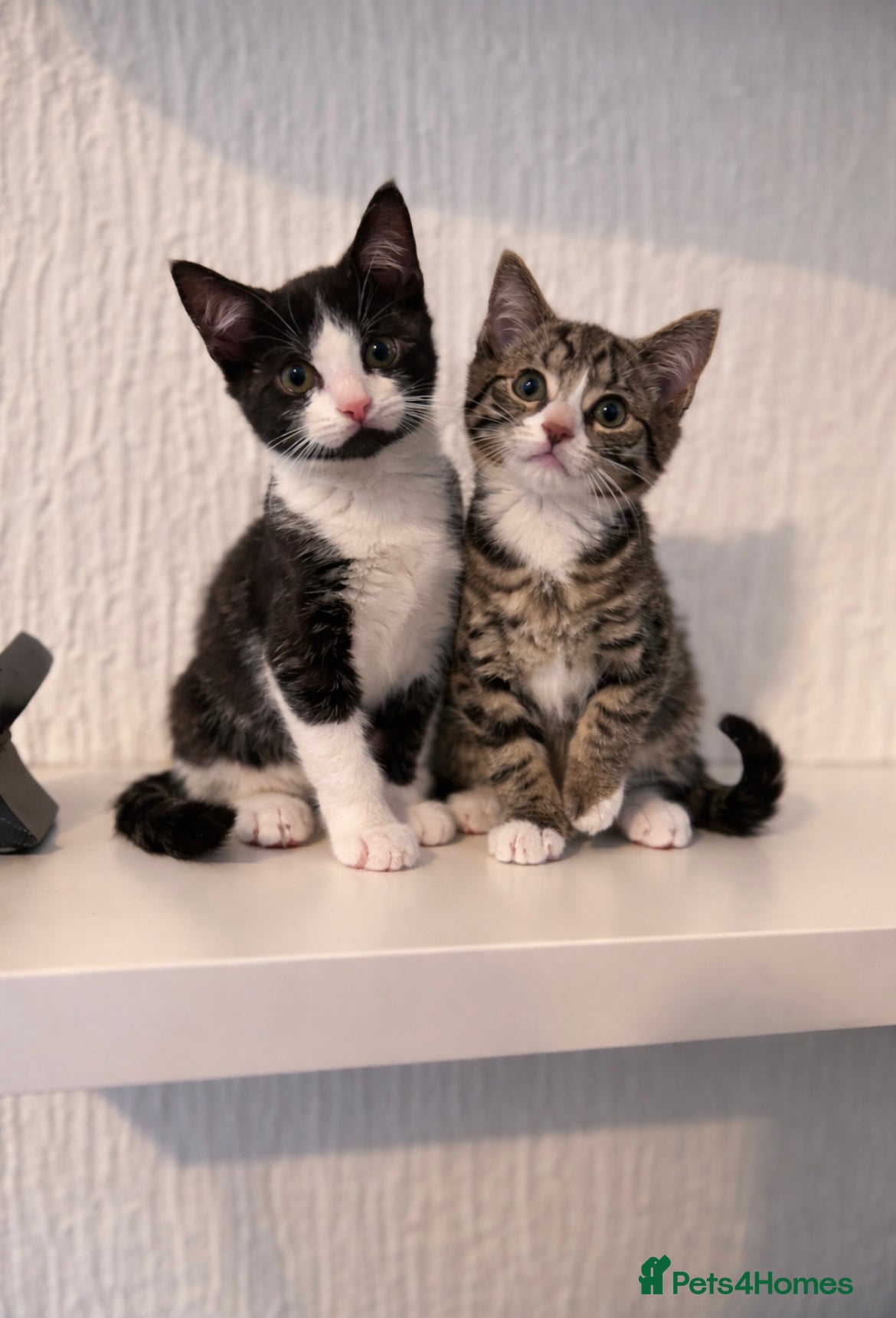 Mixed Breed cats Beautiful Bsh mixed litter now ready  - Advert 11