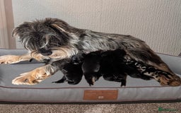 Mixed Breed dogs for sale: Beautiful F1 schnoodle puppy’s  - Image 5