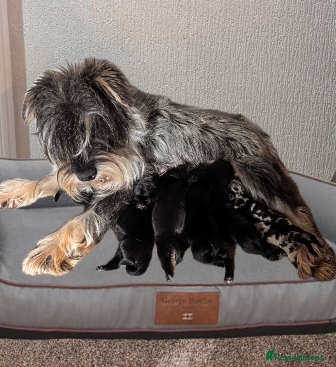 Mixed Breed dogs for sale: Beautiful F1 schnoodle puppy’s  - Image 5