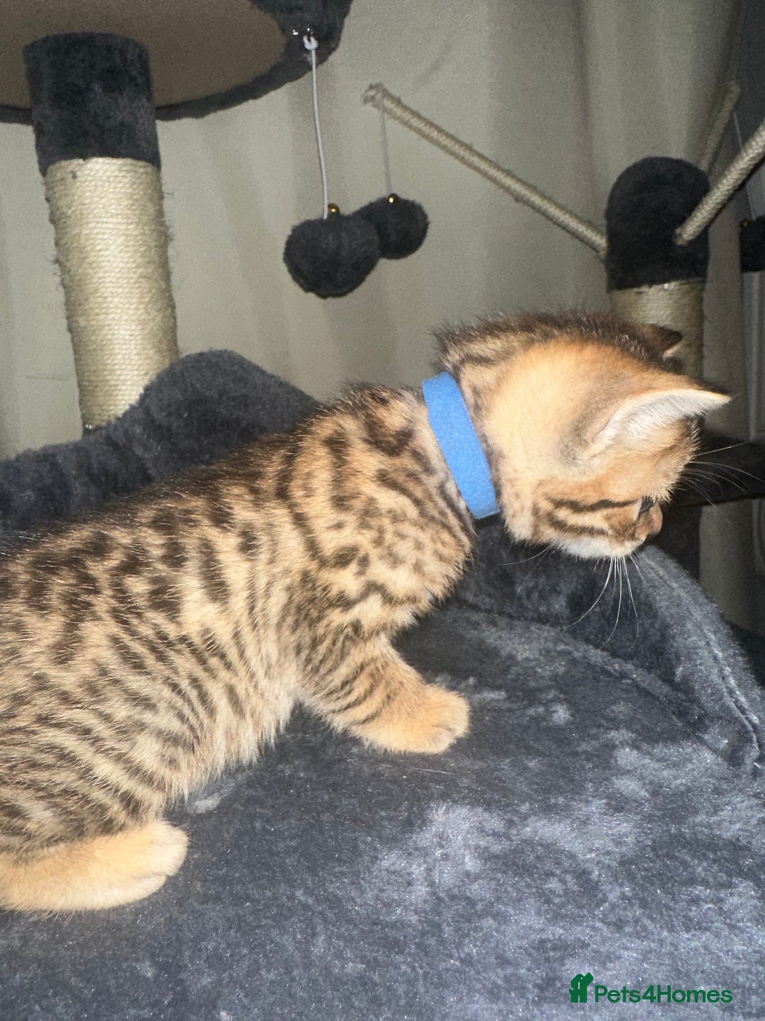 Bengal cats for sale: Stunning bengal x bsh kittens  - Advert 3