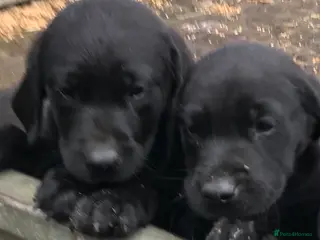 Labrador Retriever dogs Gorgeous black Labrador puppies - Advert 2