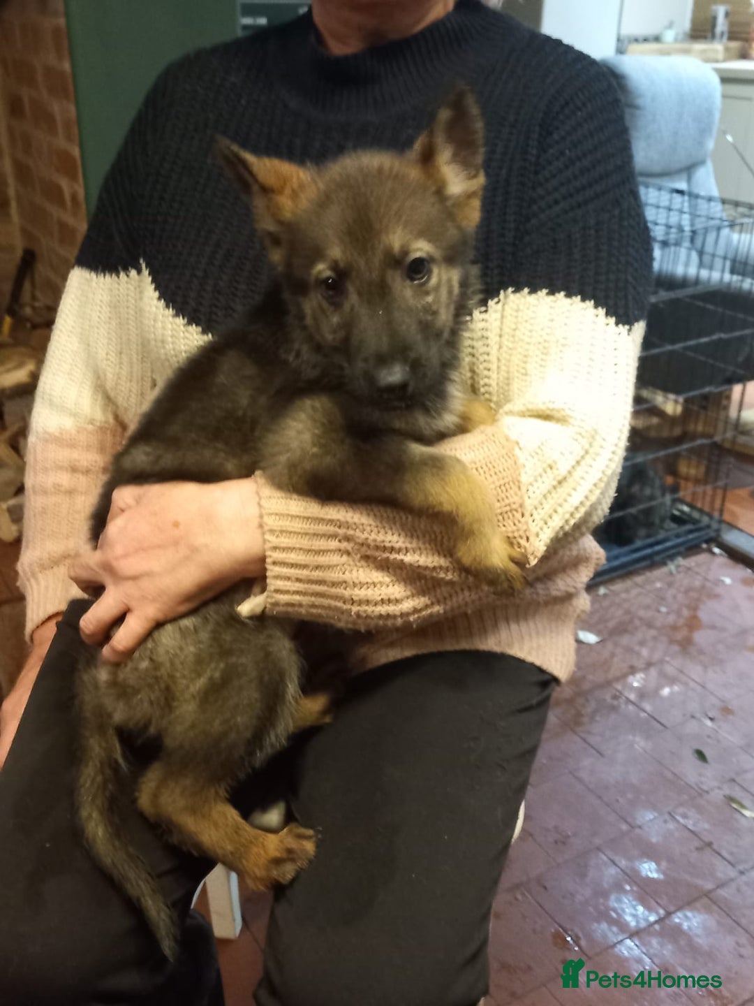 German Shepherd dogs for sale: German shepherd puppies - Advert 4