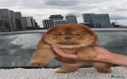 Chow Chow dogs for sale: CHOC🍫LILAC🌪️Champion KC reg🏆 pedigree chow chow - Image 13