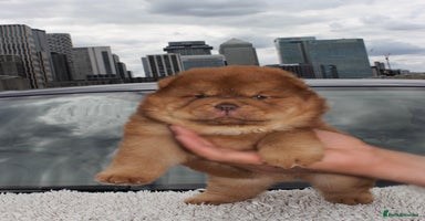 Chow Chow dogs - Advert 4