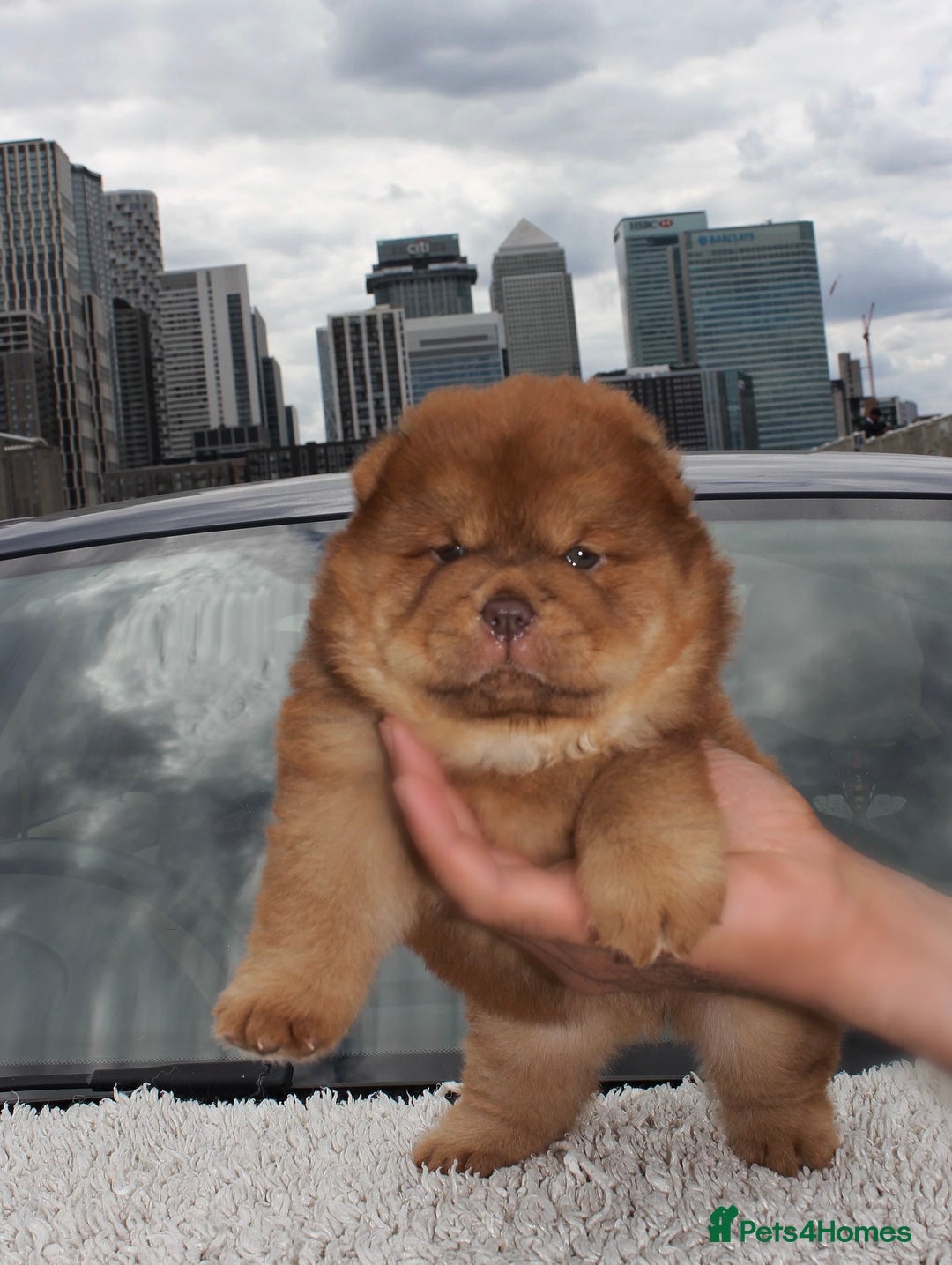 Chow Chow dogs for sale: CHOC🍫LILAC🌪️Champion KC reg🏆 pedigree chow chow - Image 13