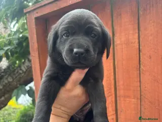 Labrador Retriever dogs KC Labrador pups for sale - Advert 2