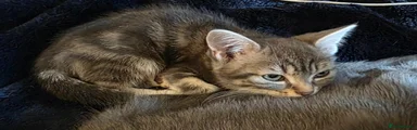 Mixed Breed Kitten 3