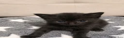 Mixed Breed cats for sale: Kittens  - Advert 7
