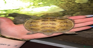 Tortoise reptiles - Advert 12