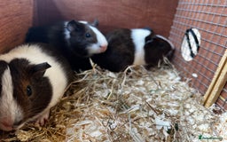 Guinea Pig rodents for sale: Dutch Sows/girls - Image 10