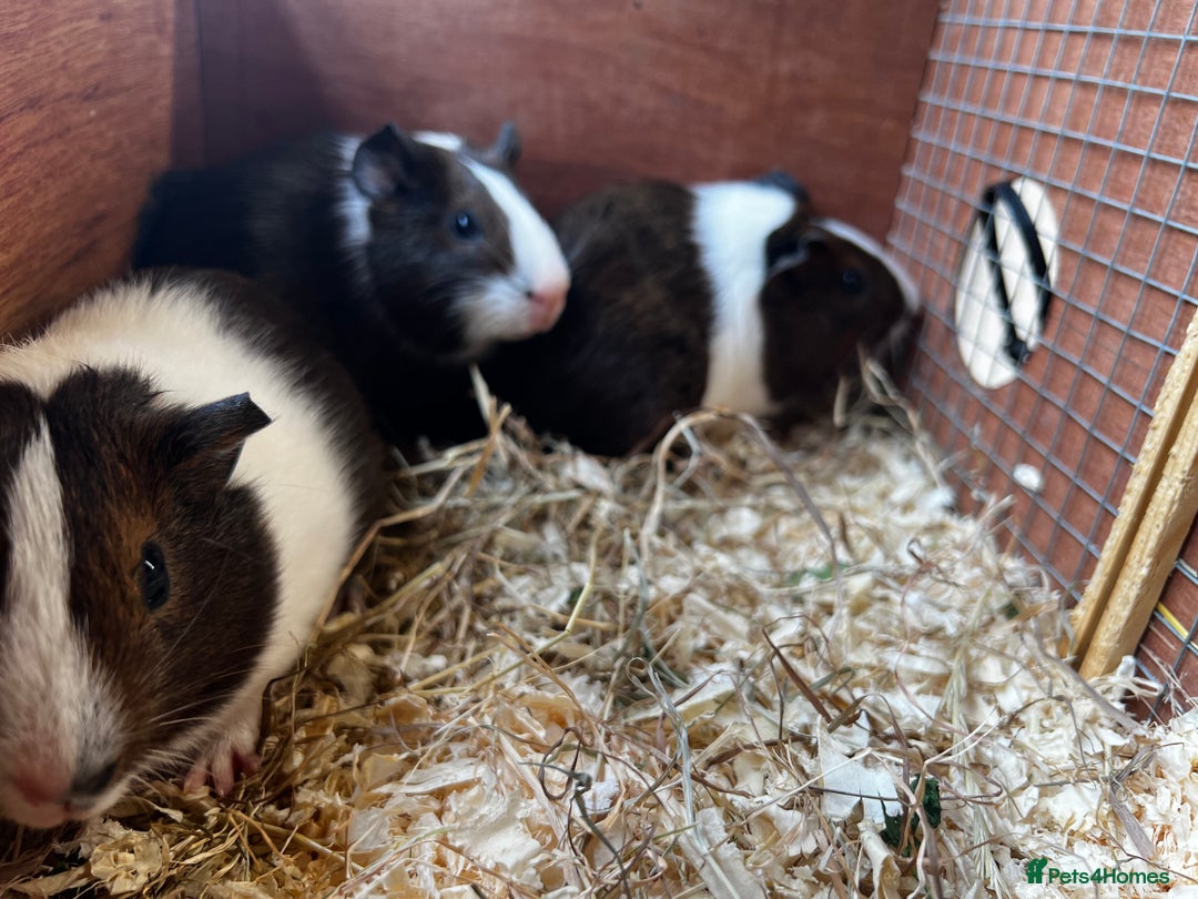 Guinea Pig rodents for sale: Dutch Sows/girls - Image 10