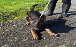 Belgian Shepherd Dog dogs for adoption: Simba is looking for his forever home  - Image 1