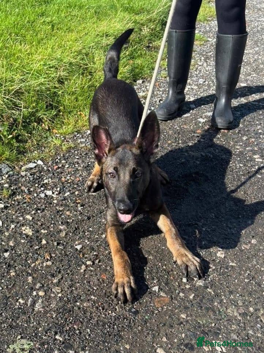 Belgian Shepherd Dog dogs for adoption: Simba is looking for his forever home  - Image 1