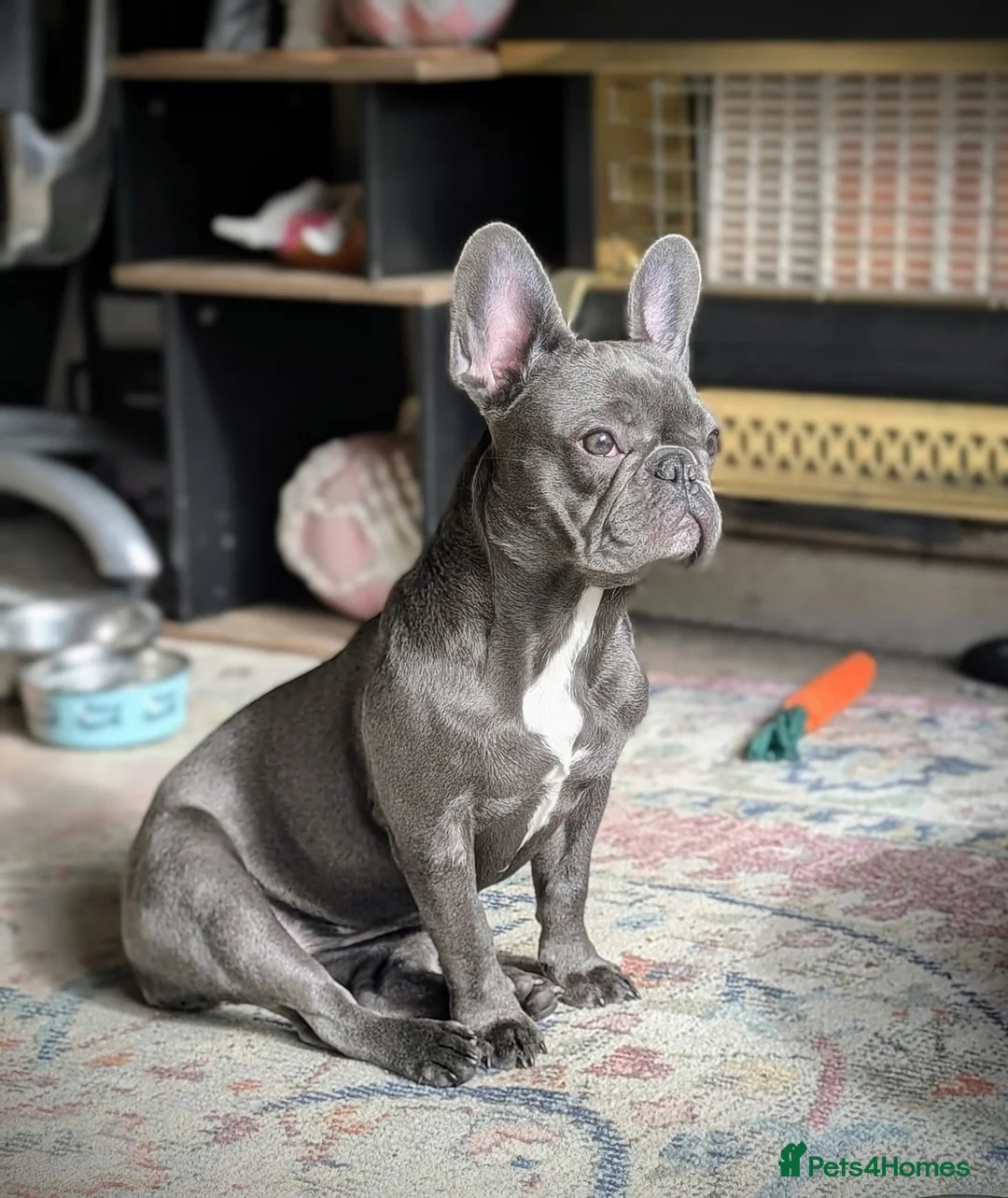 French Bulldog dogs for sale: French bulldog Minnie for sale in Bilston - Advert 6