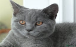 British Shorthair cats for sale: britsh short hair kittens  in Orpington - Image 19