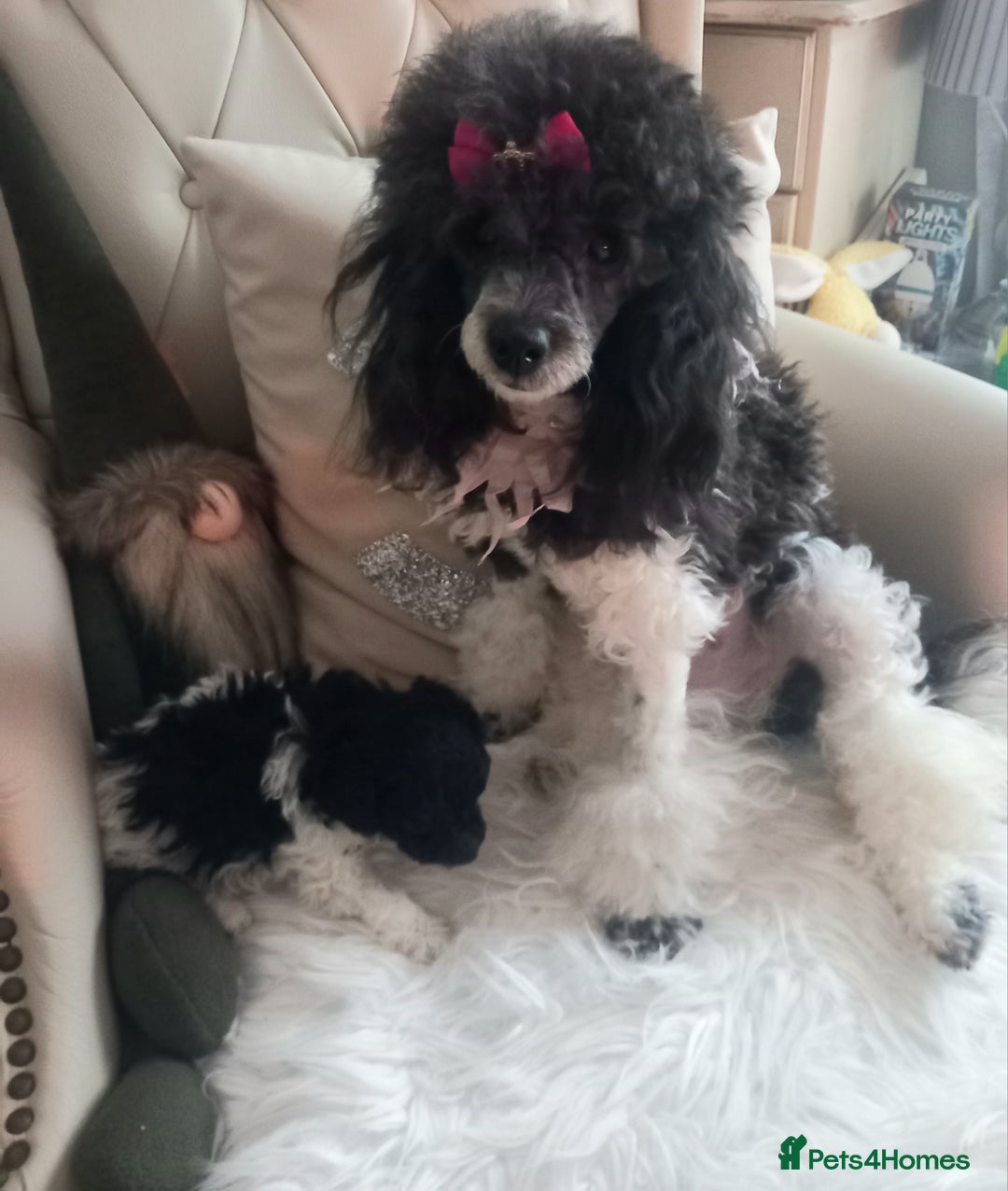 Toy Poodle dogs for sale: **1 PARTI BOY AVAILABLE**READY 21st DECEMBER** - Advert 1