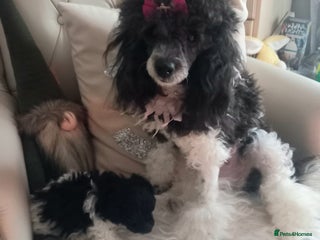 Toy Poodle dogs **1 PARTI BOY AVAILABLE**READY 21st DECEMBER** - Advert 8