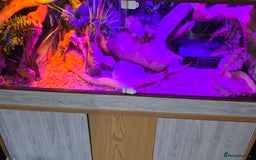 Python Snake reptiles for sale: Banana pastle royal python male and full set up - Image 10